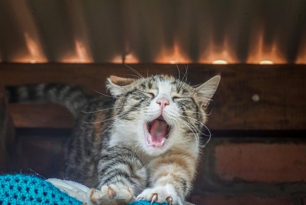 Top accessoires tendance pour le bien-être de votre chien