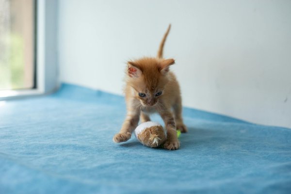 Guide d'achat pour un arbre à chat pour persans