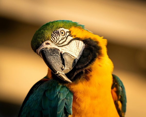 Baigner son chat : Conseils et techniques