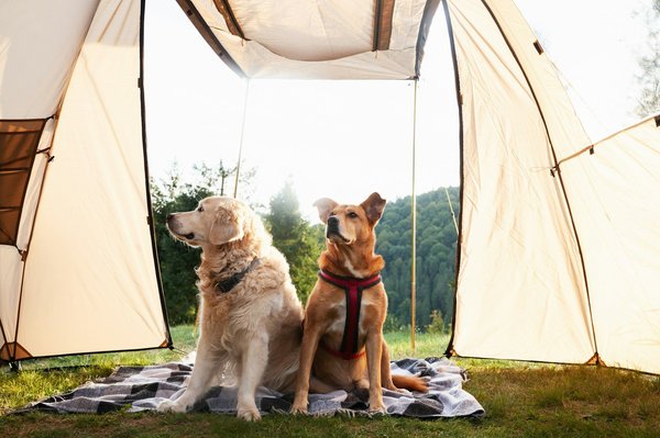 Tarifs des chiens détecteurs de punaises de lit en fonction de la taille de votre espace